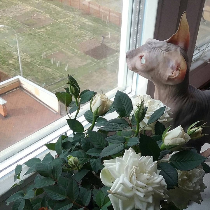 Мечтатель