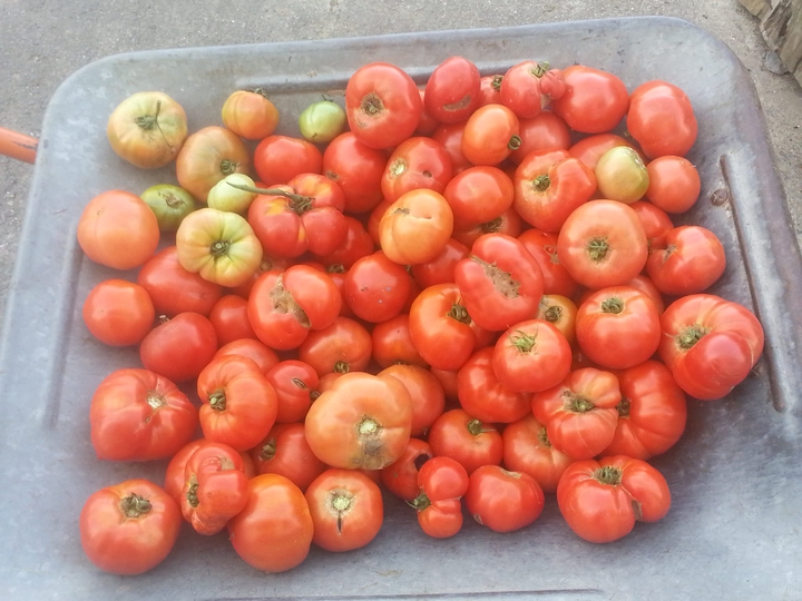 Tomates