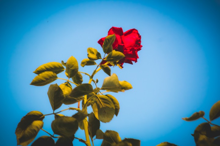 red rose