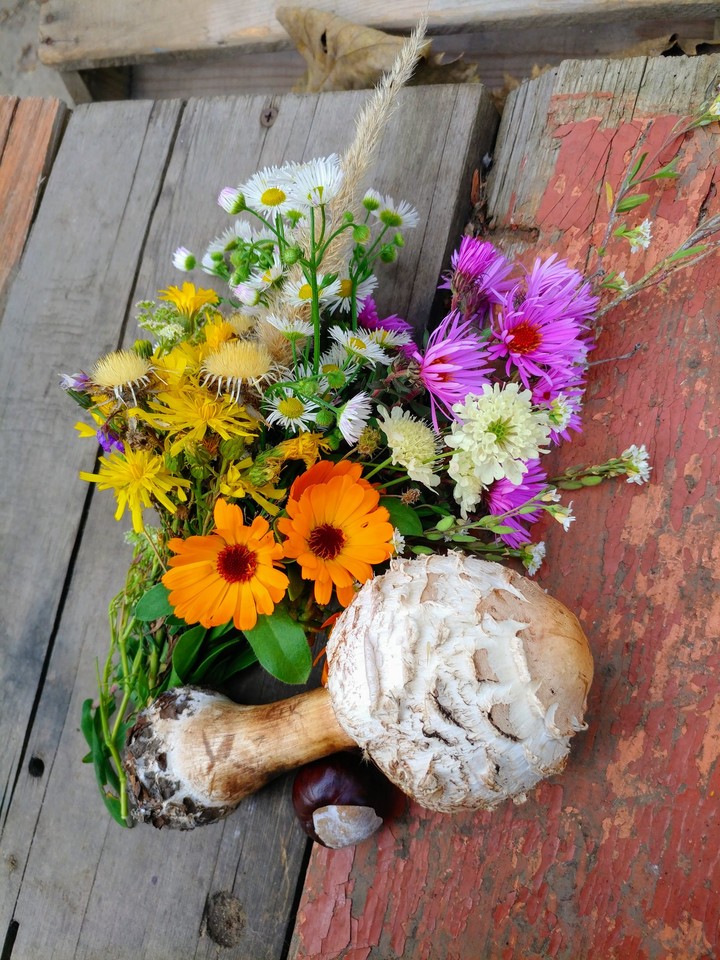 autumn flowers