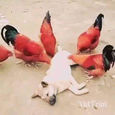Super Funny... Sound On ❤