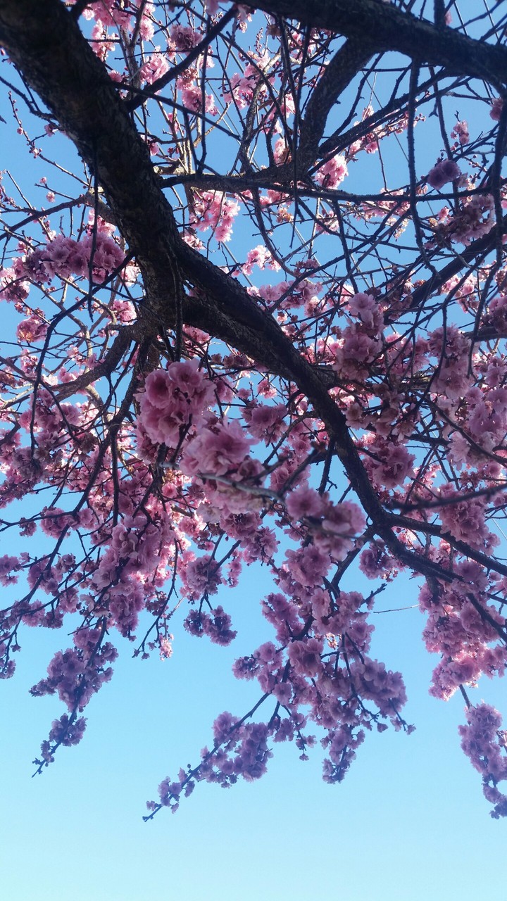 BLOSSOM