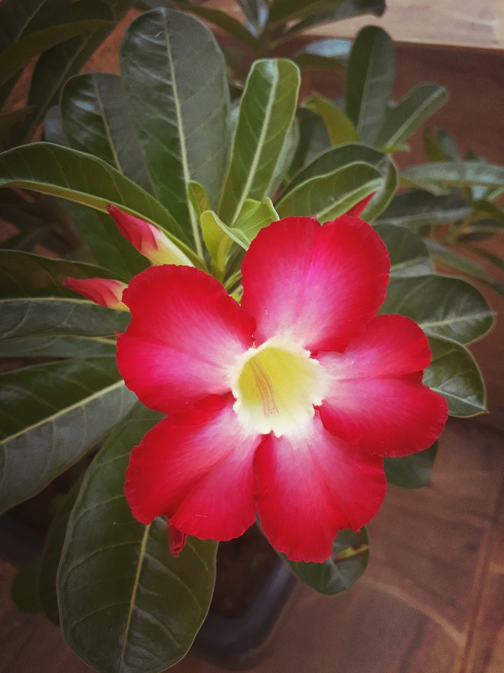 red flower
