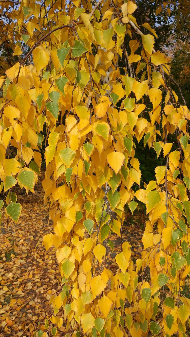 autumn colors