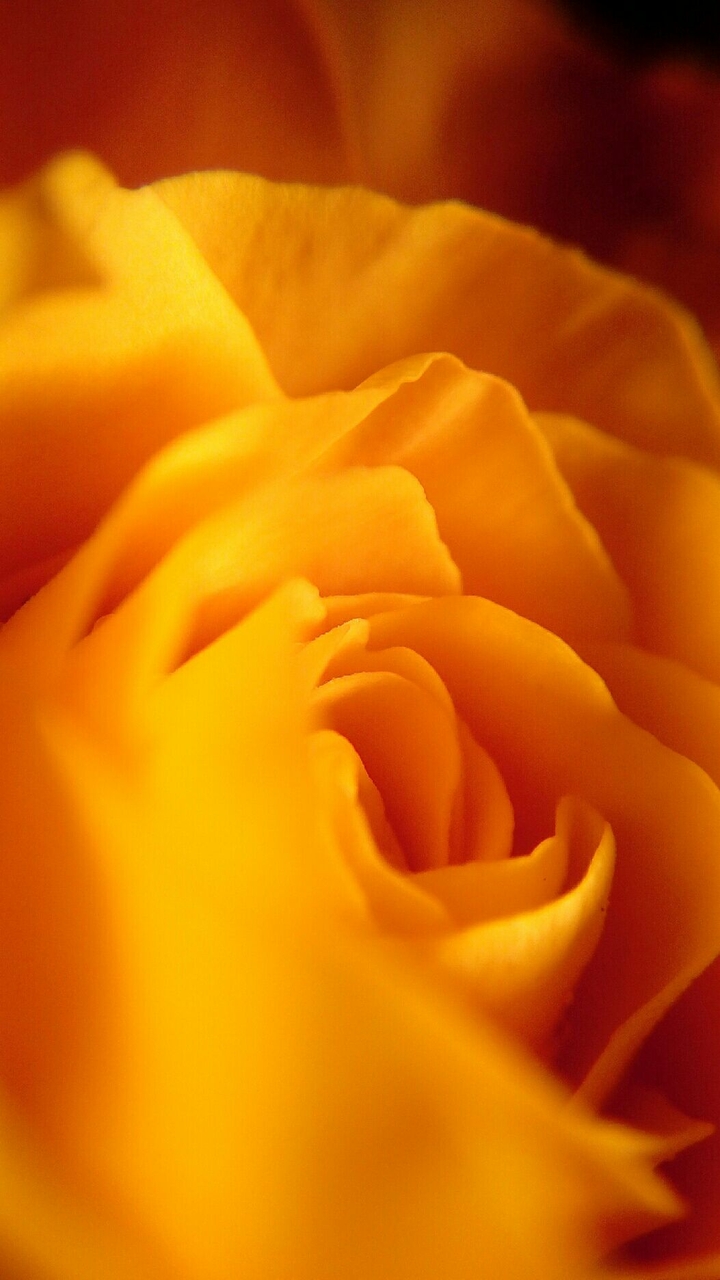 Rose jaune/flower yellow