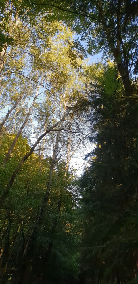 Im wald am morgen