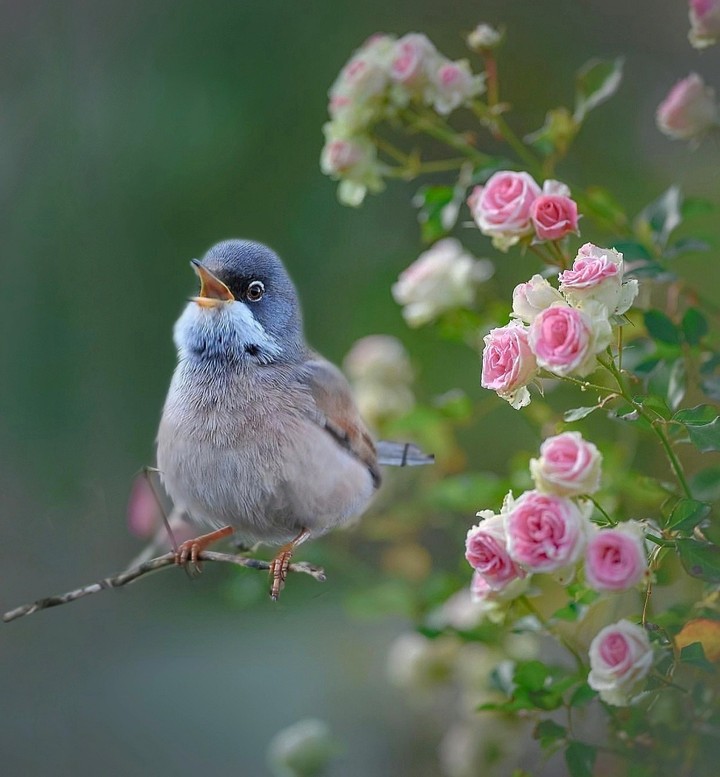bird