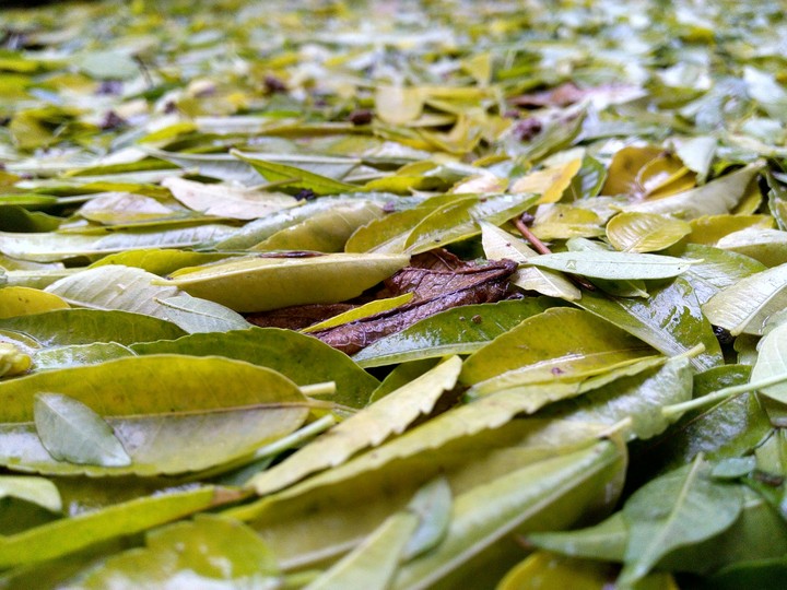 Winter leaves