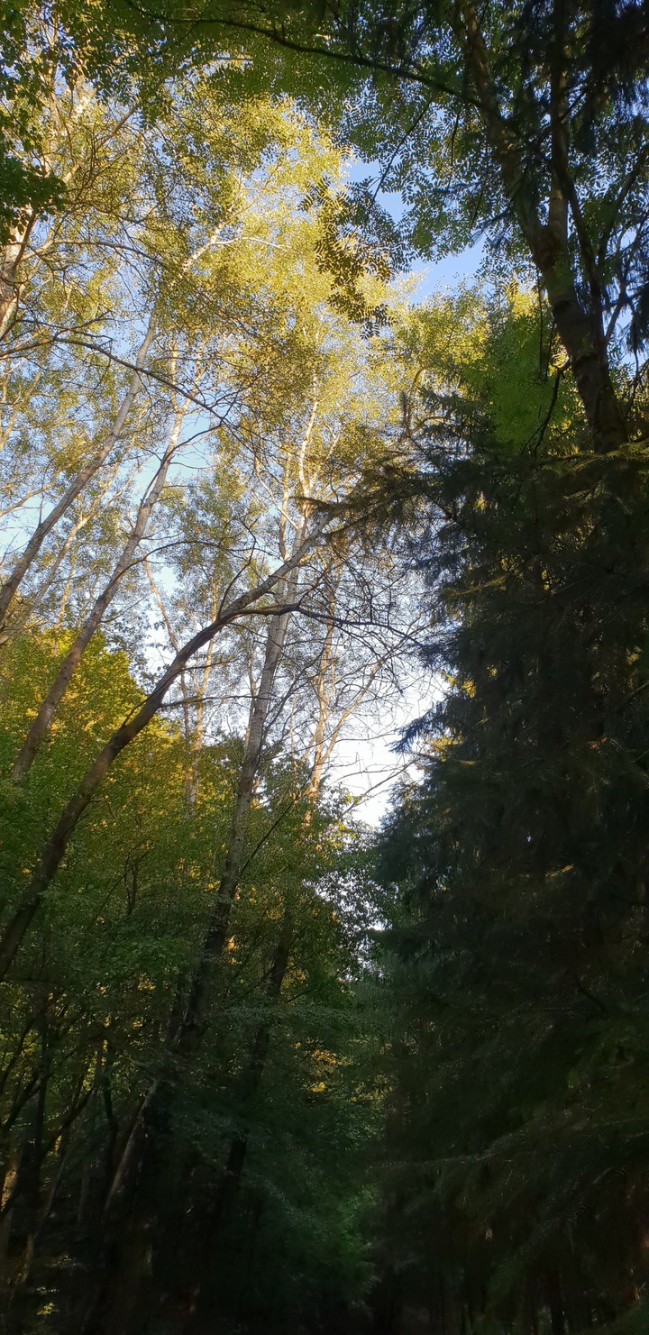 Im wald am morgen