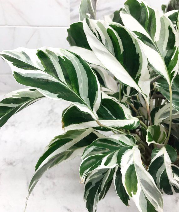 calatheas
