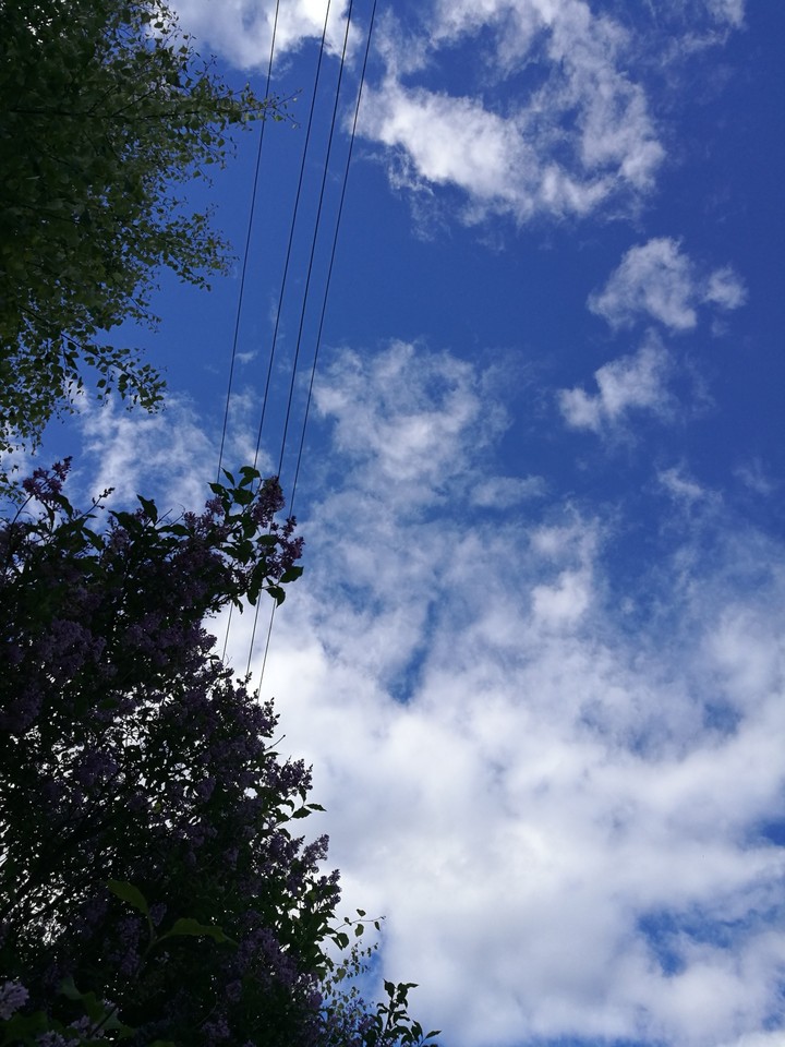 сирень