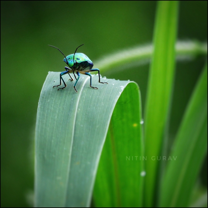 Beetle