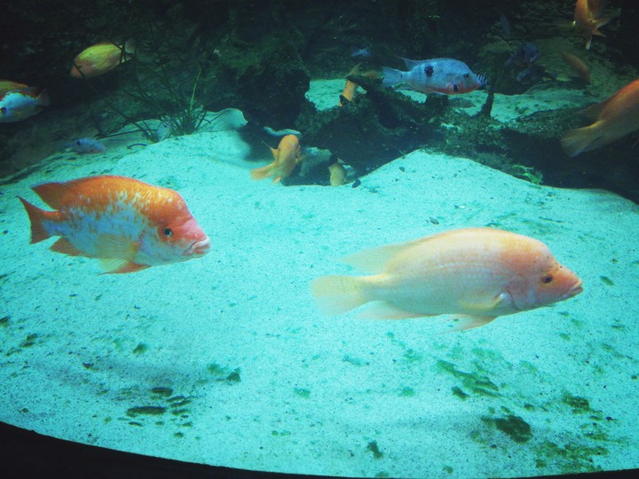 fish