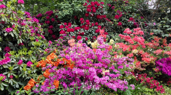 Der Garten