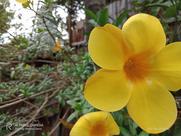 “A Yellow Bells Flower”