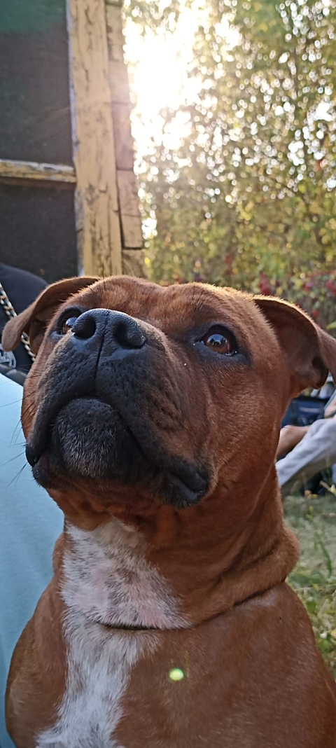 dog, collar Hintergrundbilder