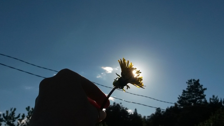 sunflower