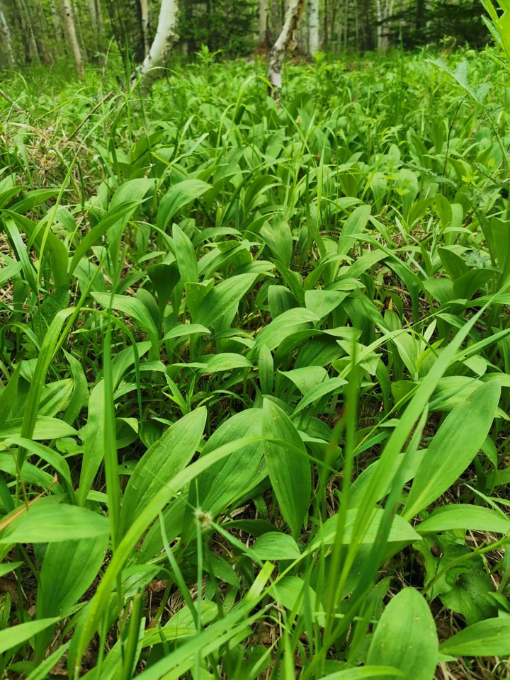 grass