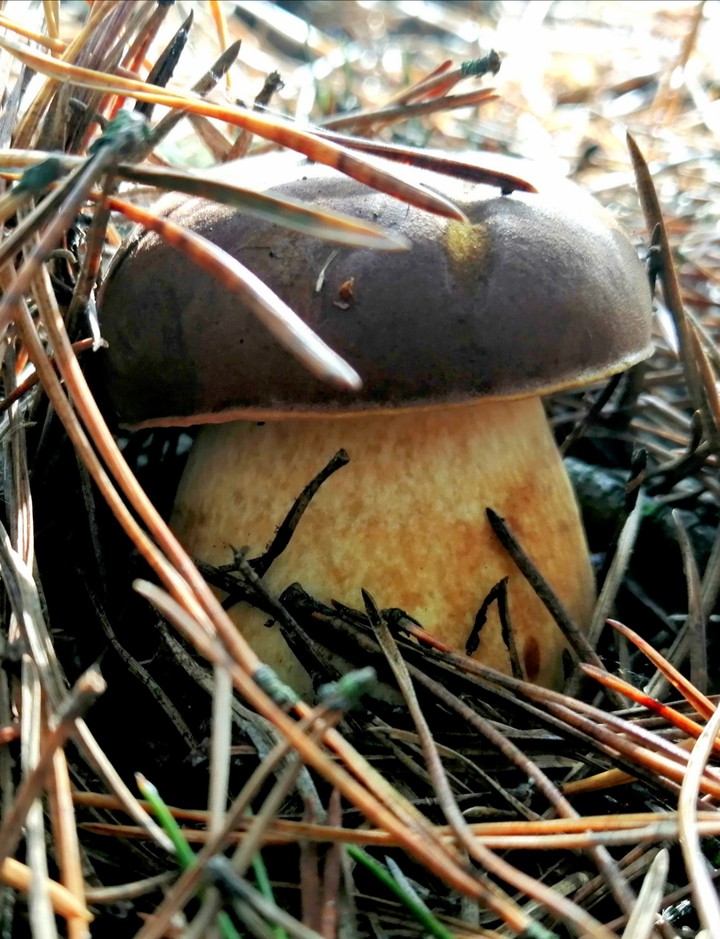 Mushroom