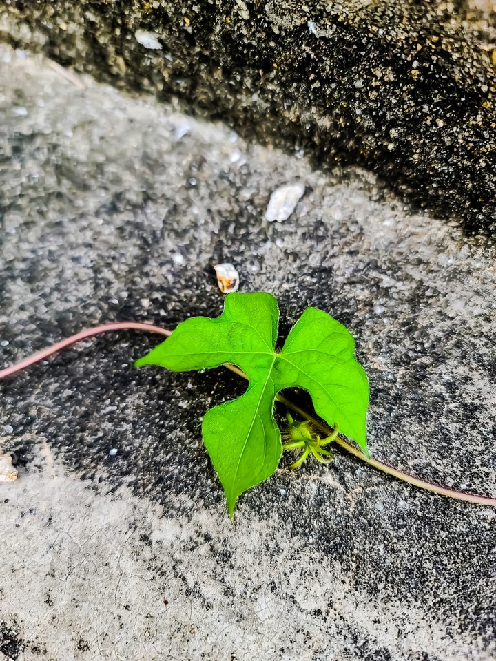 나팔꽃 이파리