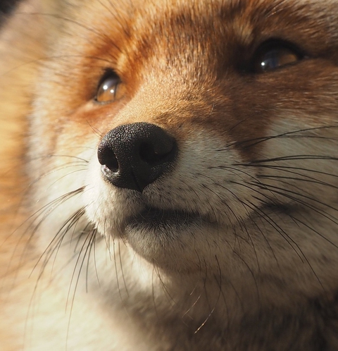fox nose