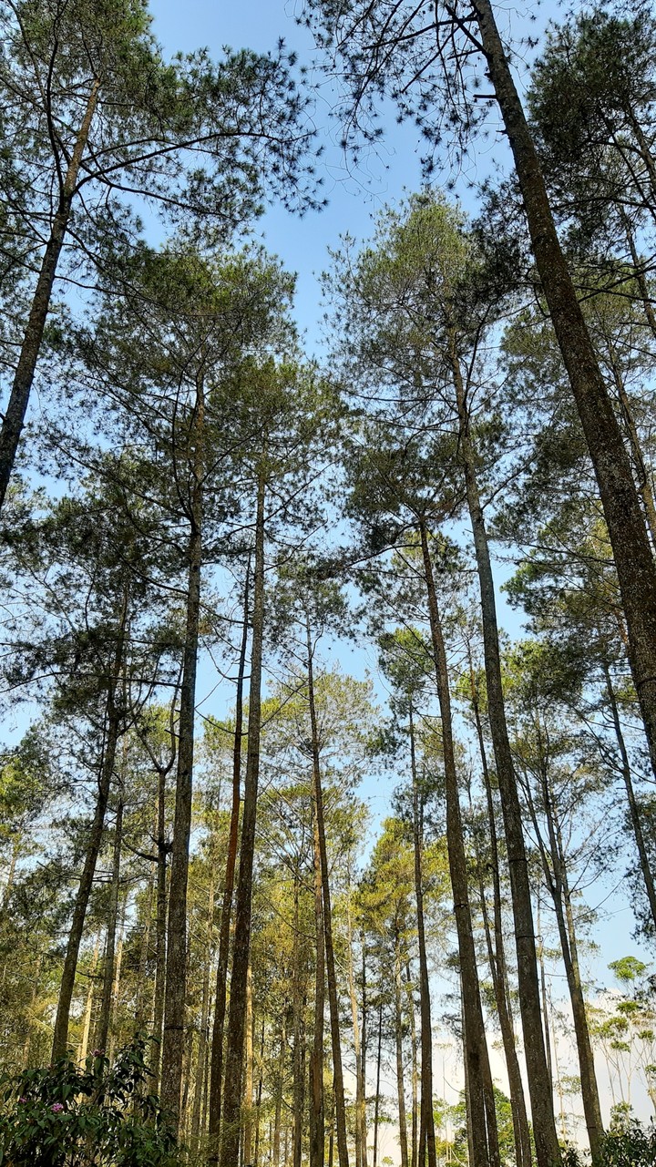forest