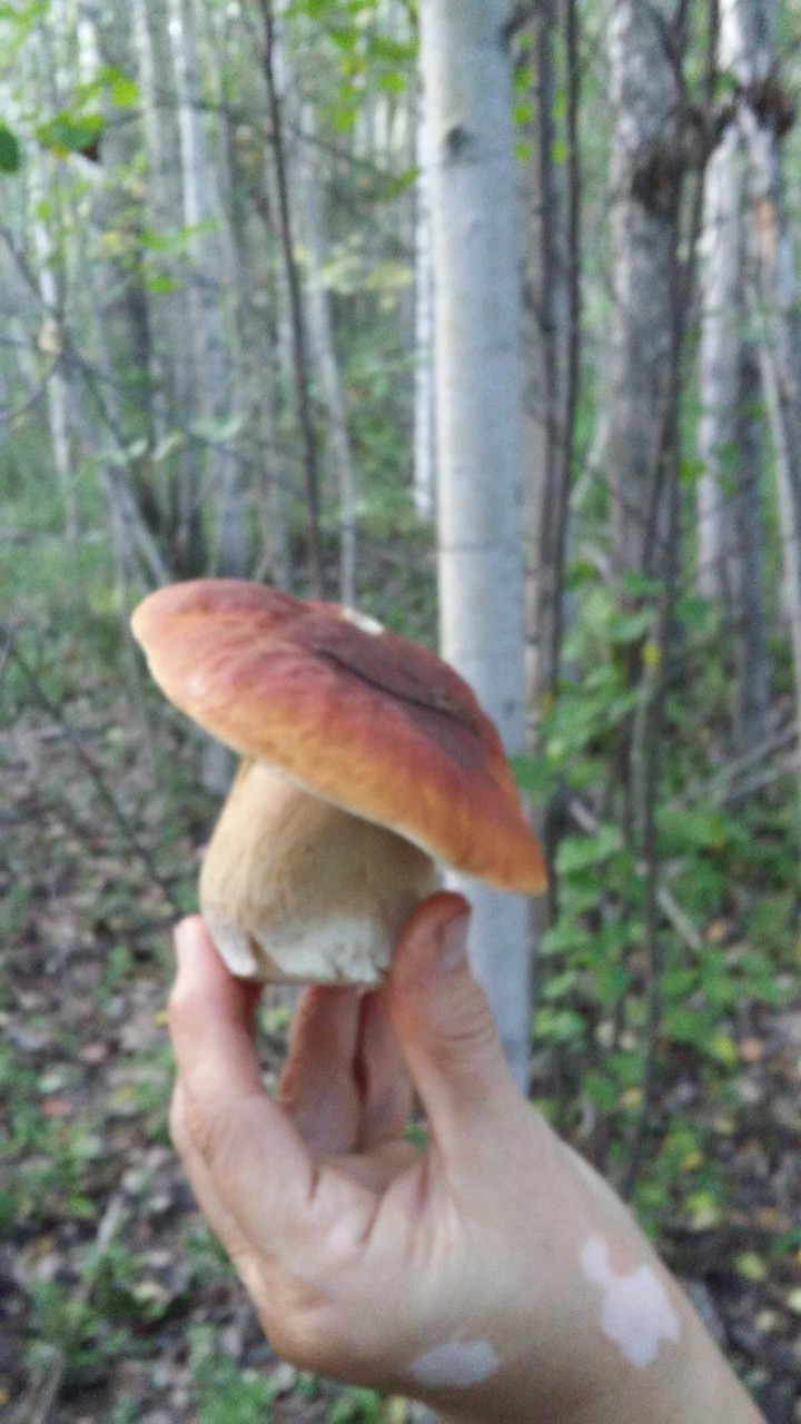 гриб