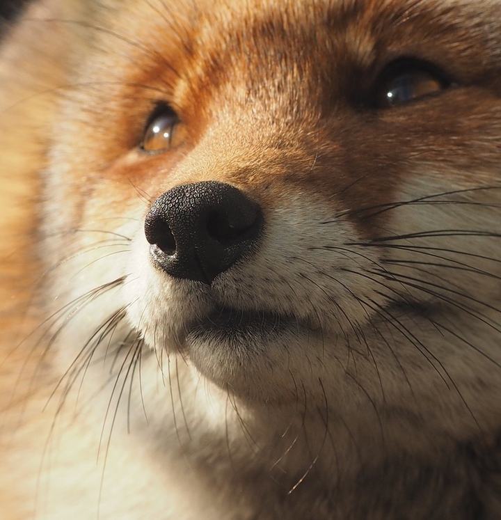 fox nose