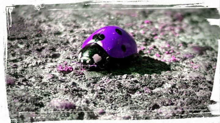 ladybug