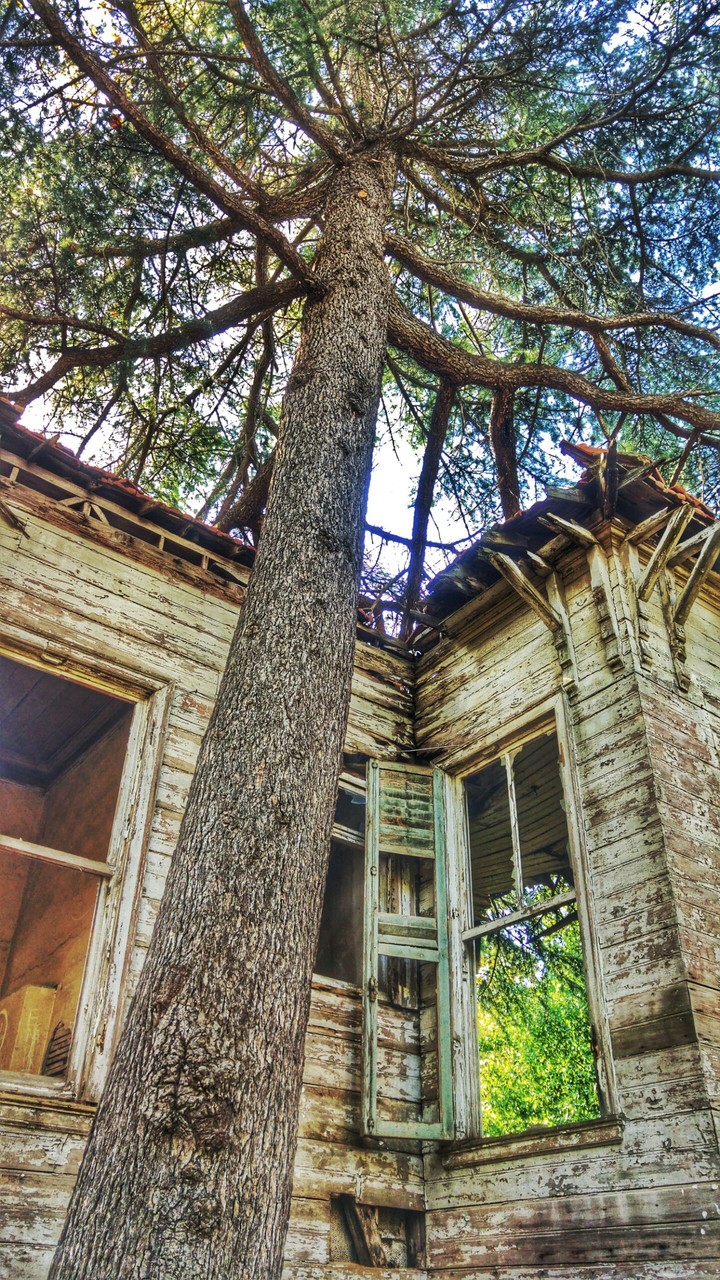 home and tree
