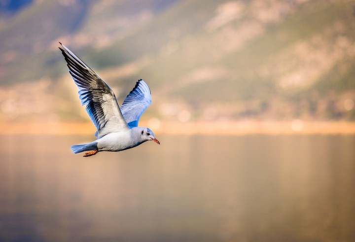 Blue Bird
