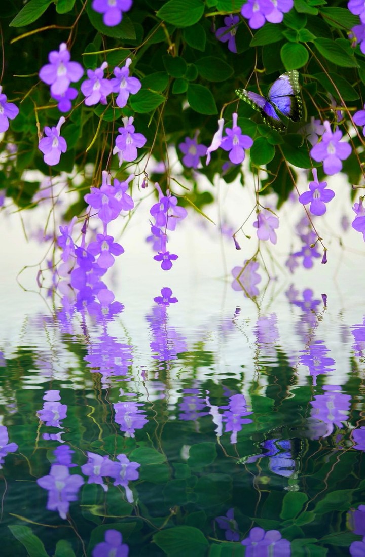 purple