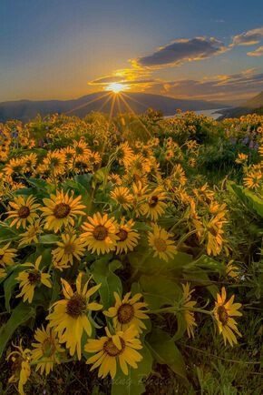 Sunshine