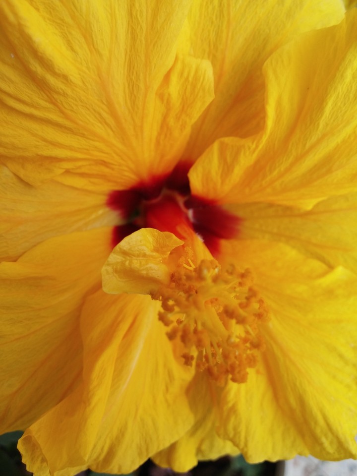 Nice flower