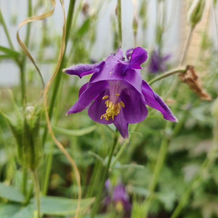 Aquilegia vulgaris