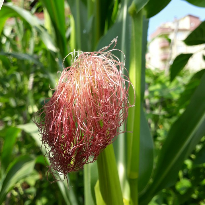 ordu