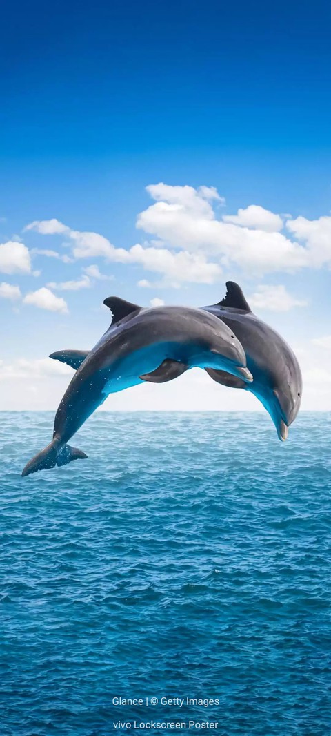 Dolphins