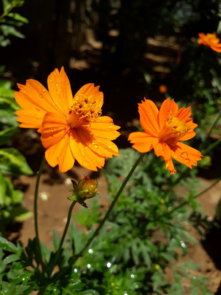 Beautiful flowers