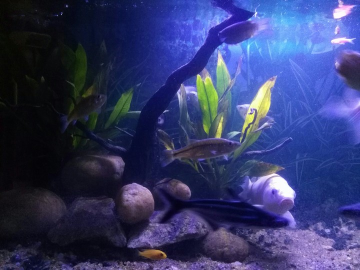 AQUARIUM