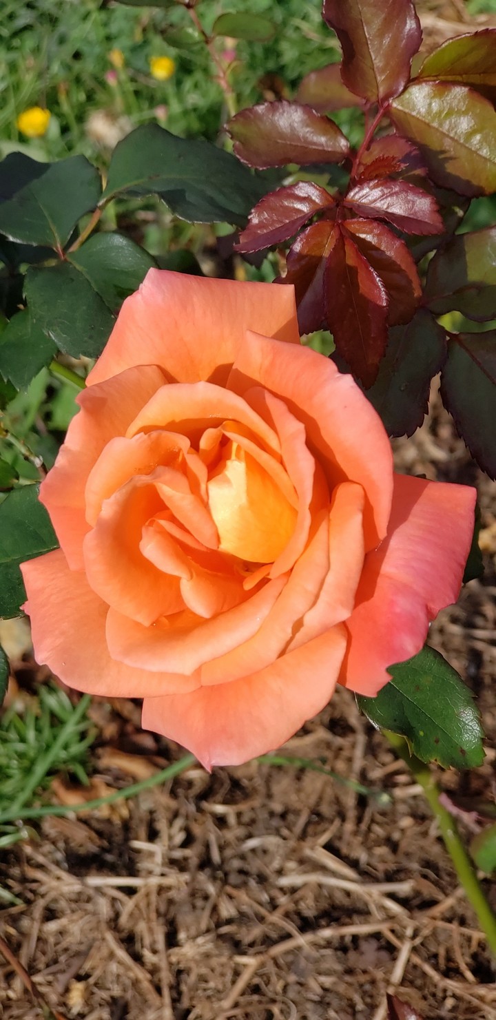 Rosa