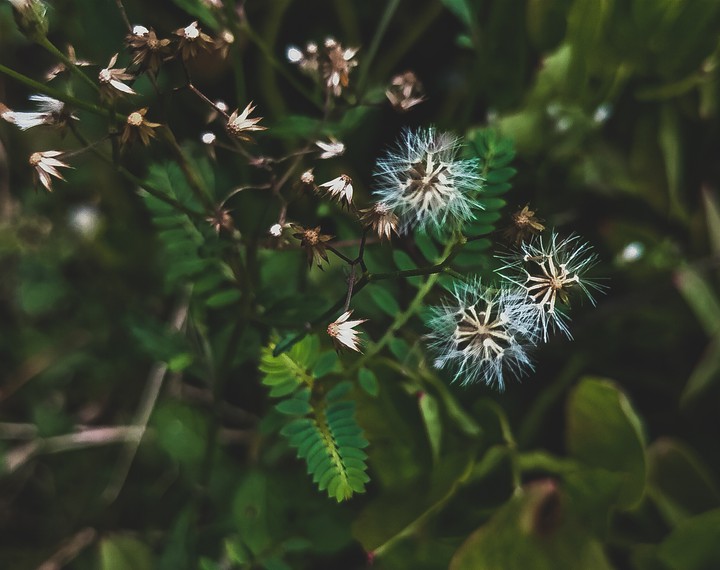 green life