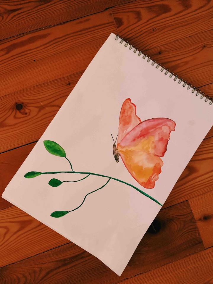 butterfly