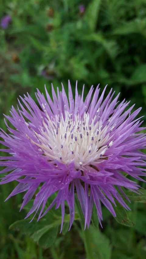 Thistle