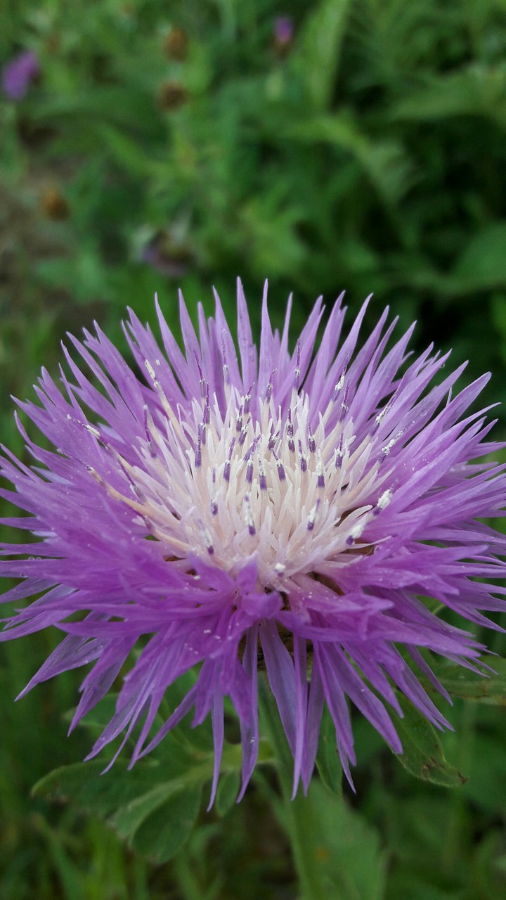 Thistle