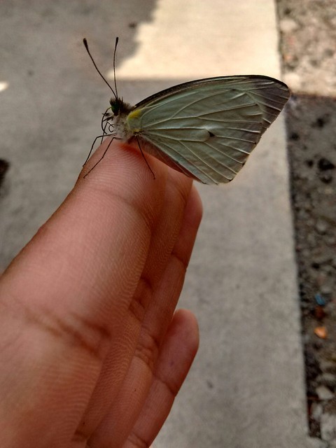 fly.......