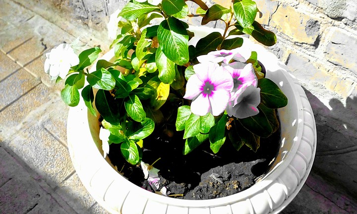 Flowers
