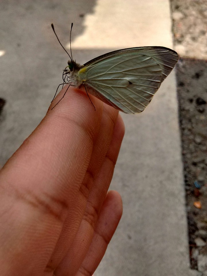 fly.......