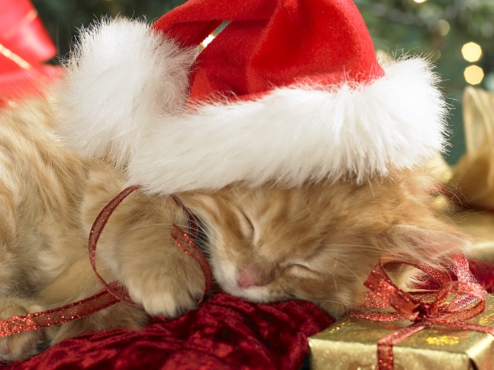 Christmas Cat