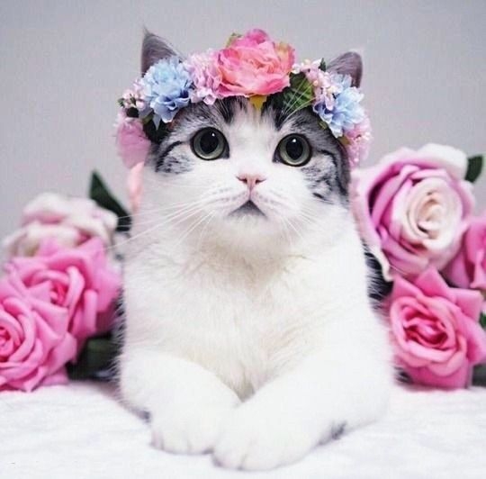 Кот