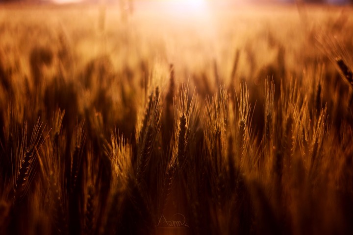 wheat field pakistan